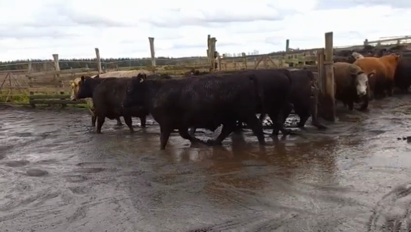 Lote 20 Novillo Gordo en Cabrero, VIII Región Biobío