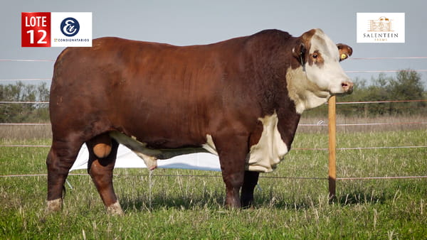 Lote LOTE 12 - TORO BRAFORD NO. 30