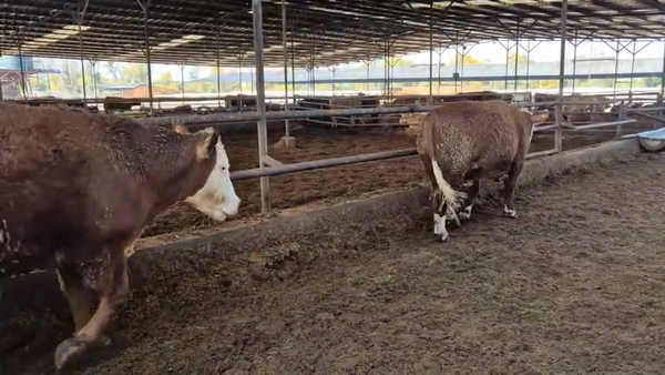 Lote 20 Novillo Gordo en Linares, VII  Región Maule