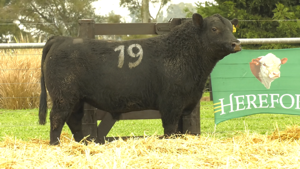 Lote TOROS ANGUS PURO CONTROLADO