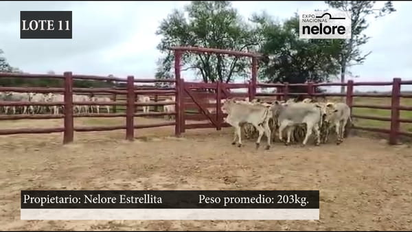 Lote Expo Nacional Terneras - Lote 11