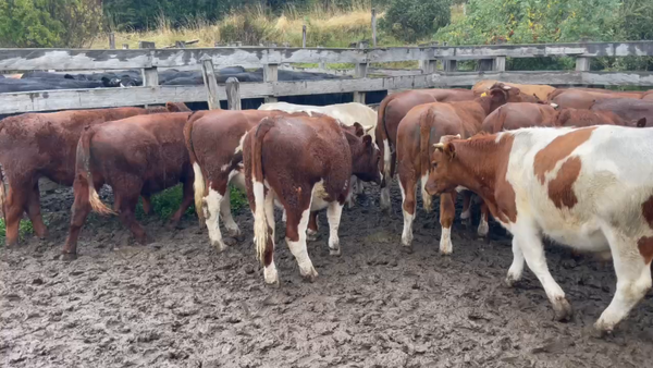 Lote 42 Novillo Engorda en Coyhaique, XI Región Aysén