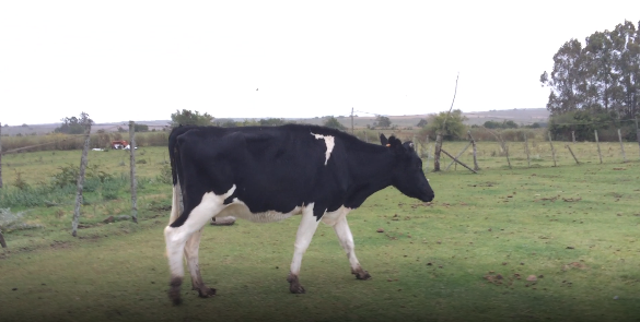 Lote 1 Vaca en Colonia