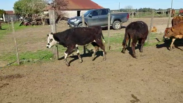Lote 9 Terneros ANGUS 125kg - , San José