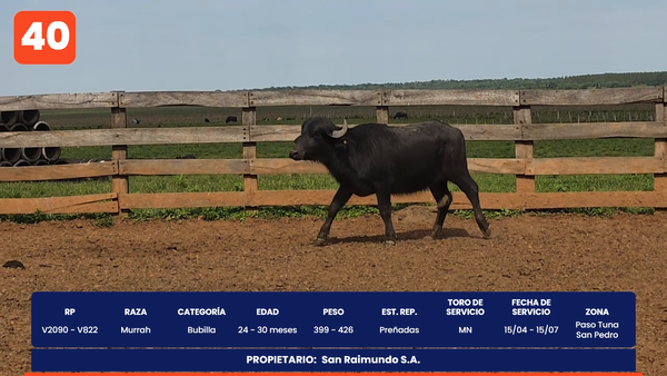 Lote LOTE 40