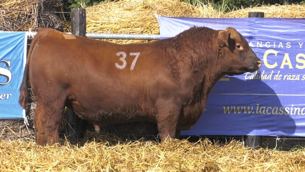 37 -  40086C — TOROS ANGUS PURO CONTROLADO