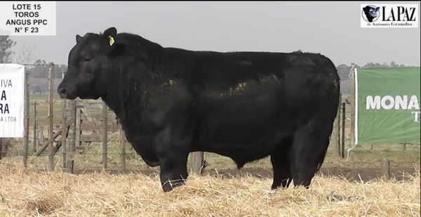 Lote TOROS PUROS POR CRUZA