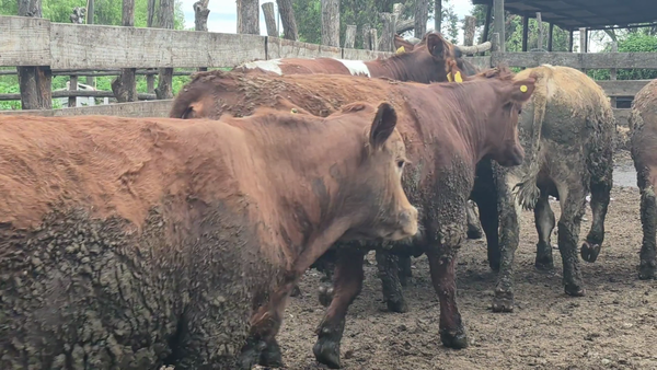 Lote 45 Novillo Gordo en Yerbas Buenas, VII  Región Maule