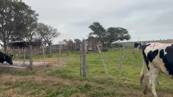 Lote 5 Vaquillonas Holando Argentino preñadas en Morteros, Córdoba