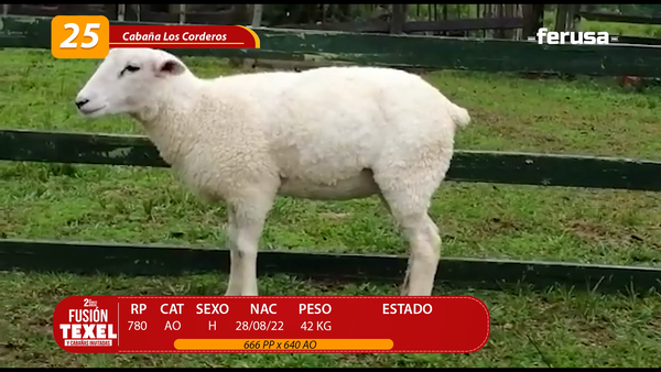 Lote LOTE 25