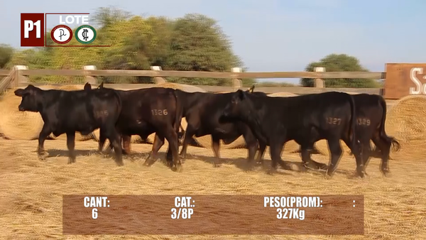 Lote Lote P1 Hembras por Pantalla