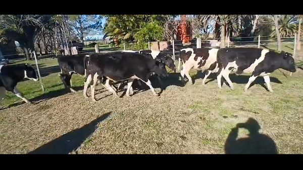Lote 15 Novillitos Holando en Sunchales, Santa Fe