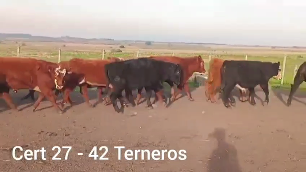 Lote TERNEROS