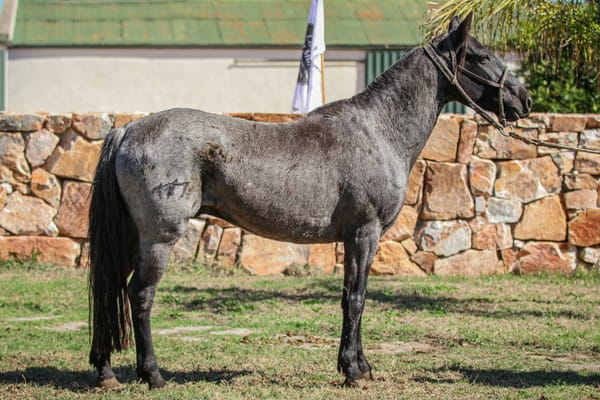 Lote Avati Guaikuru Numa