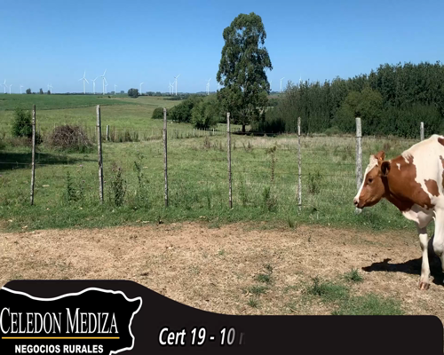 Lote (Vendido)10 Novillos Holando HO 358kg - , Colonia