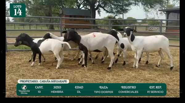 Lote LOTE 14 - POR PANTALLA