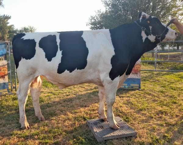 Lote San Santiago Toro Gol