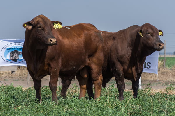 Lote Corral  26/27 - CABAÑA DON FELIPE