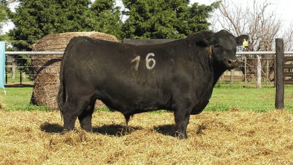Lote TOROS ANGUS PURO CONTROLADO