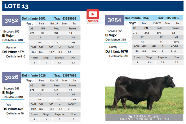 Lote Lote 13