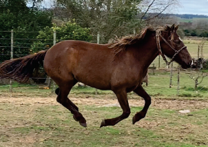 Lote Chusmita Molles