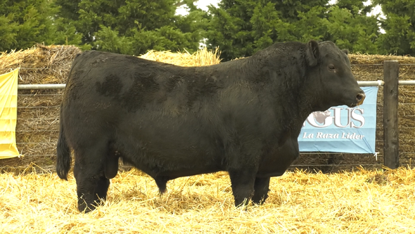 Lote TOROS A. ANGUS PURO PEDIGREE