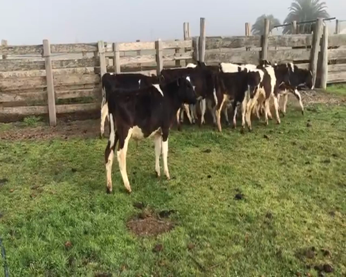 Lote (Vendido)14 Terneros HOLANDO 80-100kg -  en SAN GRGORIO