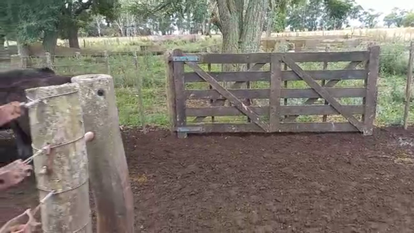 Lote 50 Terneros en Buenos Aires, Bolívar