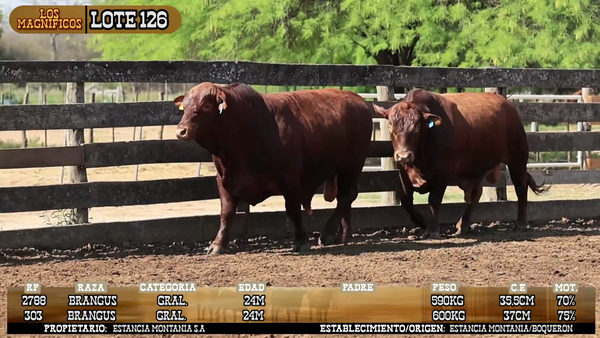 Lote LOTE 126