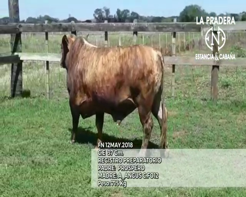 Lote CABAÑA "LA PRADERA" RP731