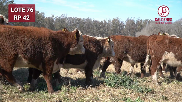 Lote Vaquillonas PR Preñadas Parición Otoño (INSEMINACION ARTIFICIAL)
