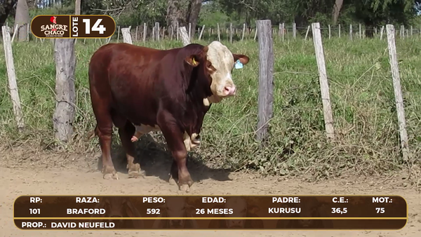 Lote Lote 14