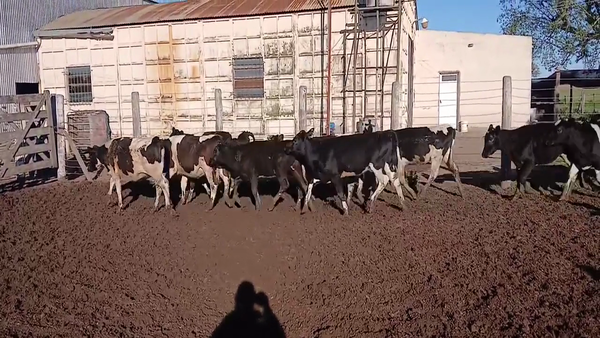 Lote 20 Terneras Holando Argentino en Sunchales, Santa Fe