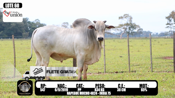 Lote LOTE 60  RP 547