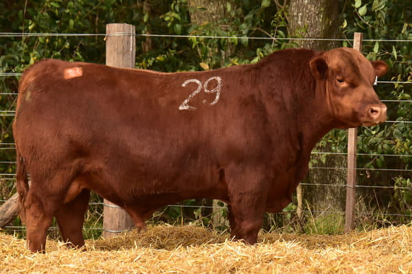 45258 — TOROS ANGUS PC