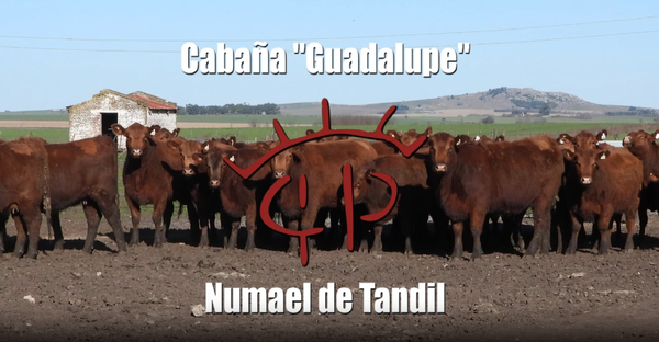 Lote Cabaña “GUADALUPE” de Numael, VAQUILLONAS PC