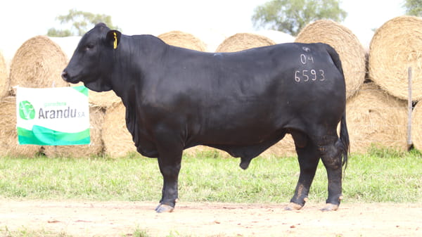 Lote LOTE 72