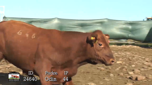 Lote 3 Toros, Durazno