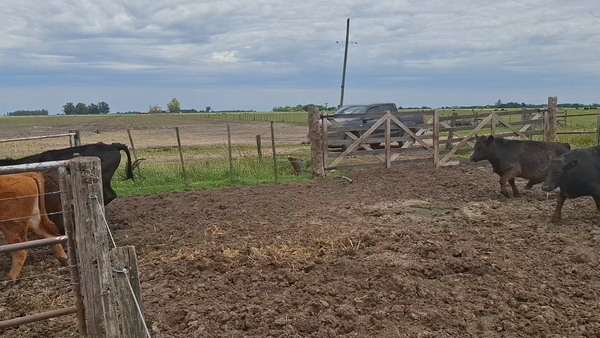 Lote 30 Terneros/as en Chivilcoy