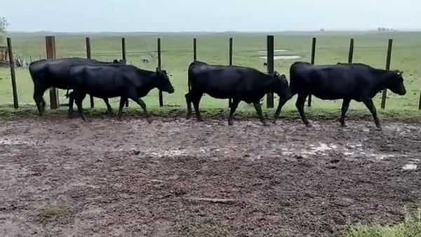 Lote 72 Vientres preñados en Rivera