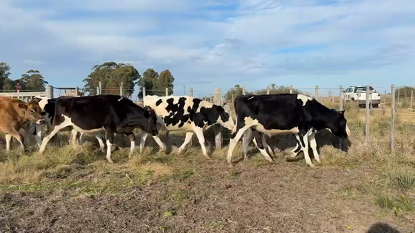 Lote NOVILLOS 1 a 2 AÑOS