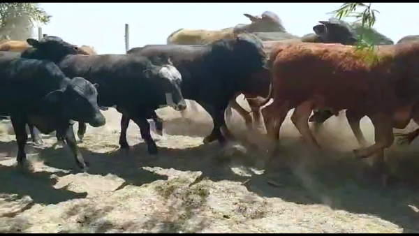 Lote 80 Novillitos en Subteniente Perín, Formosa