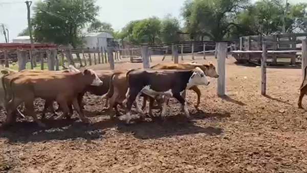 Lote 80 Terneros/as en Pampa del Infierno, Chaco