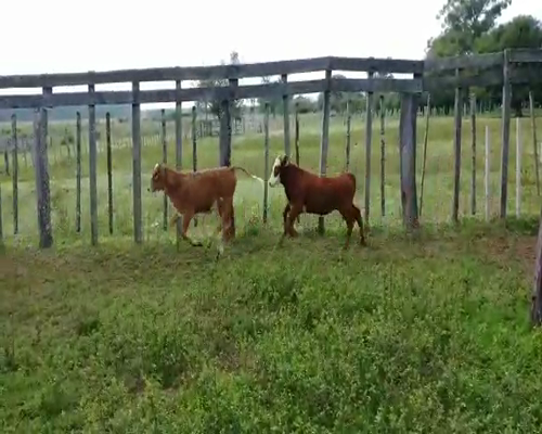 Lote 85 Terneros/as en Lomas de Vallejos, Corrientes