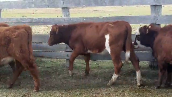 Lote 12 Terneros CRUZA HEREFORD 120kg - , San José