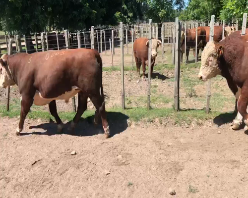 Lote 2 Toros en Cerro Largo, Cerro Largo