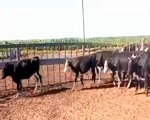 Lote 18 Novillitos en Pueblo Italiano, Córdoba