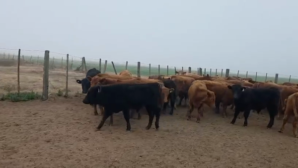 Lote 68 Terneros en Santa Fe, Venado Tuerto
