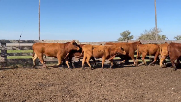 Lote Vacas Preñadas