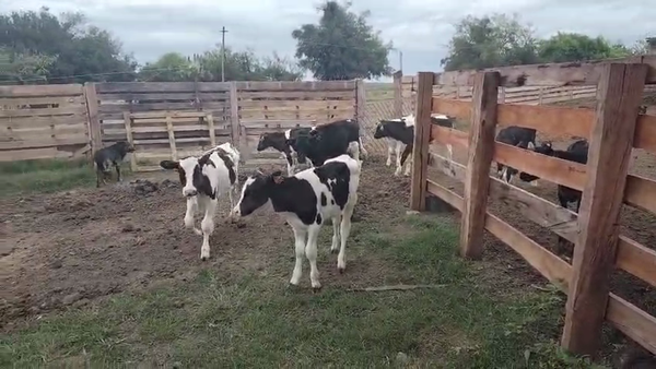 Lote 20 Terneros, San José